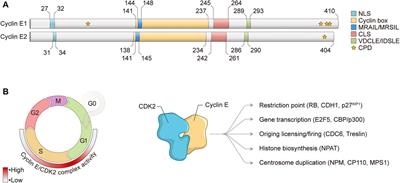 Cyclin E/CDK2: DNA Replication, Replication Stress and Genomic Instability